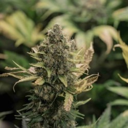 Pineapple Kush semi cannabis Royal Queen Seeds