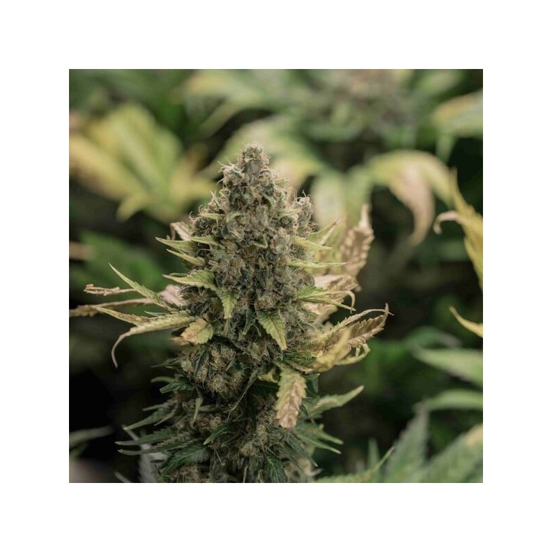 Pineapple Kush semi cannabis Royal Queen Seeds