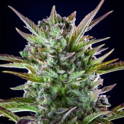 Pineapple Kush semi cannabis Royal Queen Seeds