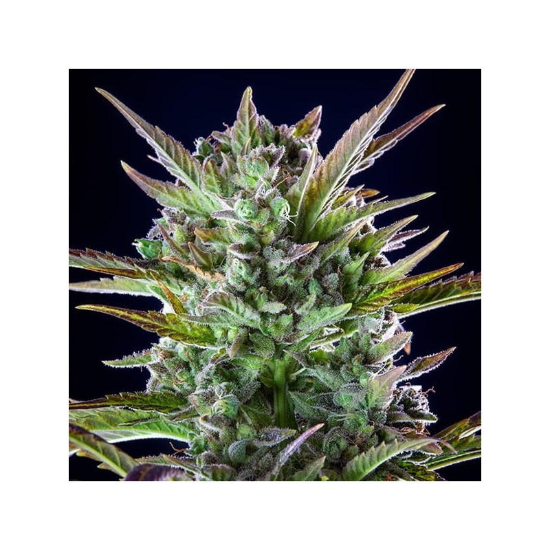 Pineapple Kush semi cannabis Royal Queen Seeds