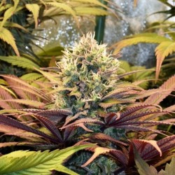 Pineapple Kush semi cannabis Royal Queen Seeds