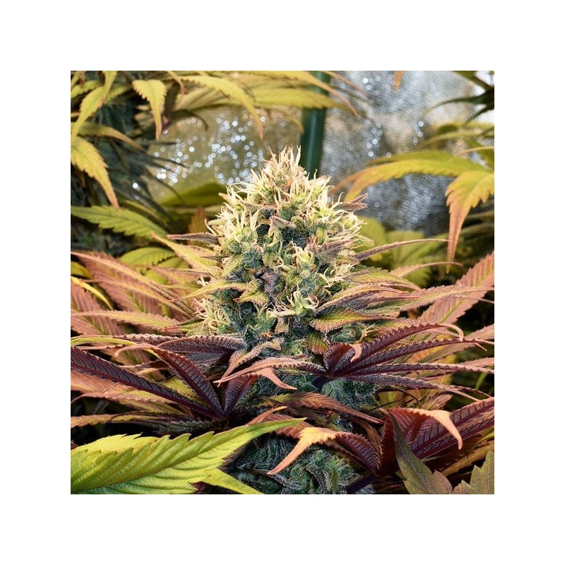 Pineapple Kush semi cannabis Royal Queen Seeds