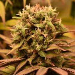 Pineapple Kush semi cannabis Royal Queen Seeds