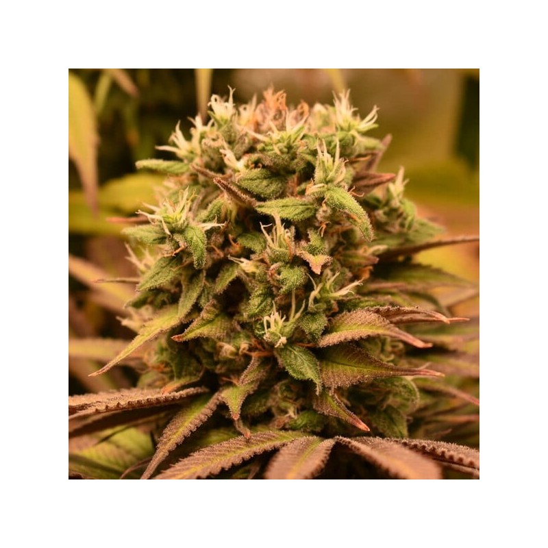 Pineapple Kush semi cannabis Royal Queen Seeds