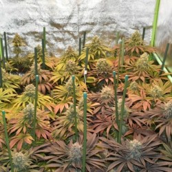 Pineapple Kush semi cannabis Royal Queen Seeds