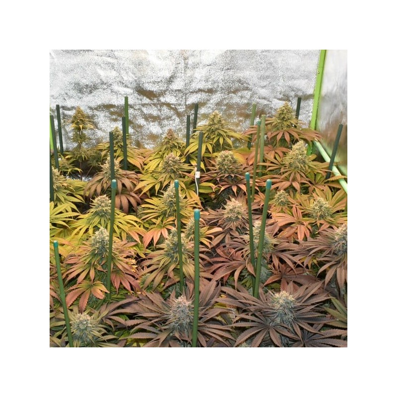 Pineapple Kush semi cannabis Royal Queen Seeds