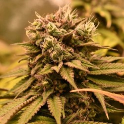 Pineapple Kush semi cannabis Royal Queen Seeds