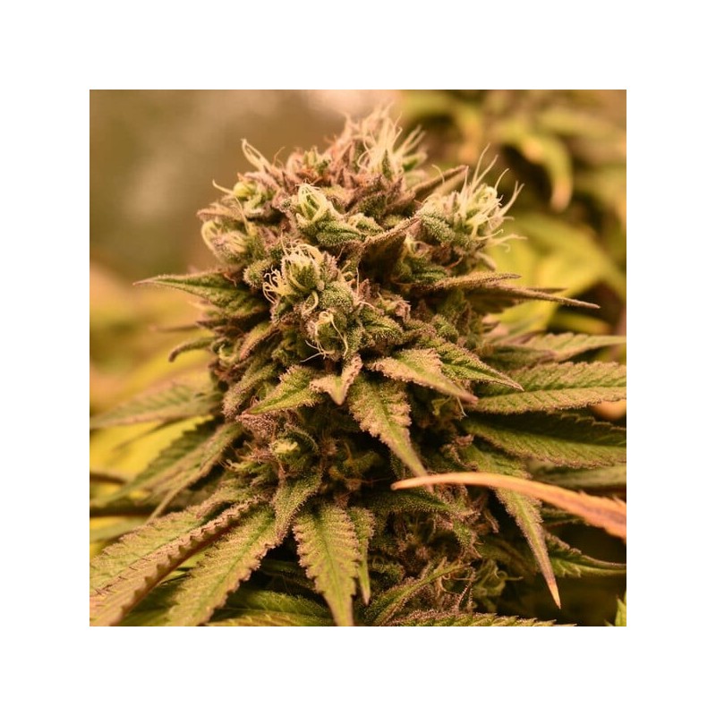 Pineapple Kush semi cannabis Royal Queen Seeds
