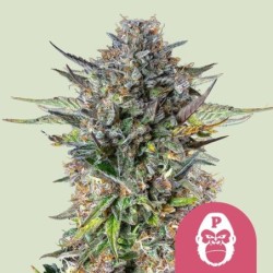 Pink Gorilla semi cannabis Royal Queen Seeds