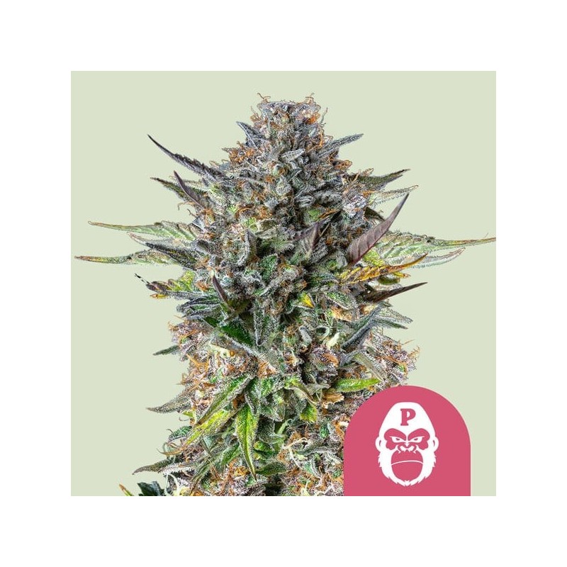 Pink Gorilla semi cannabis Royal Queen Seeds