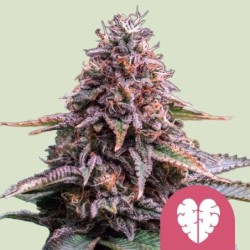Pink Mist semi cannabis Royal Queen Seeds
