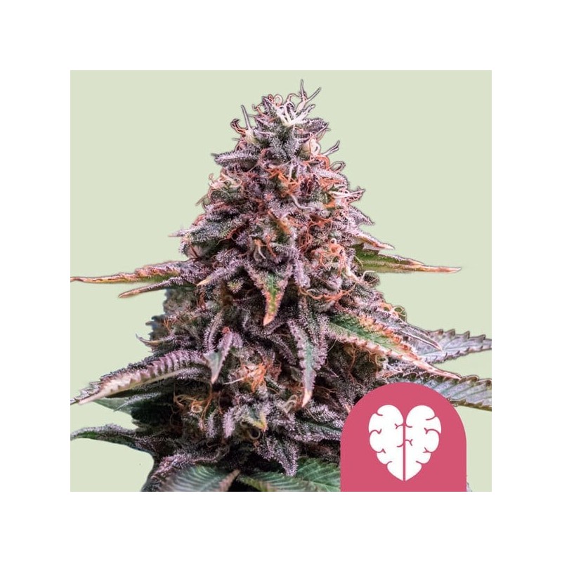 Pink Mist semi cannabis Royal Queen Seeds