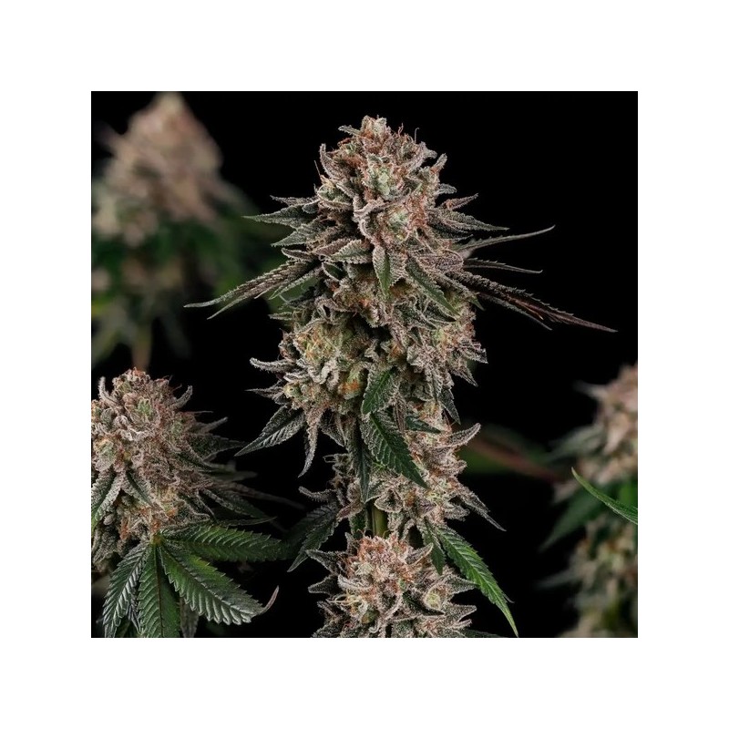 Pink Mist semi cannabis Royal Queen Seeds