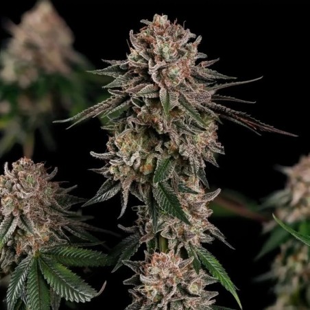 Pink Mist semi cannabis Royal Queen Seeds