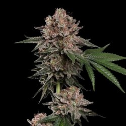 Pink Mist semi cannabis Royal Queen Seeds