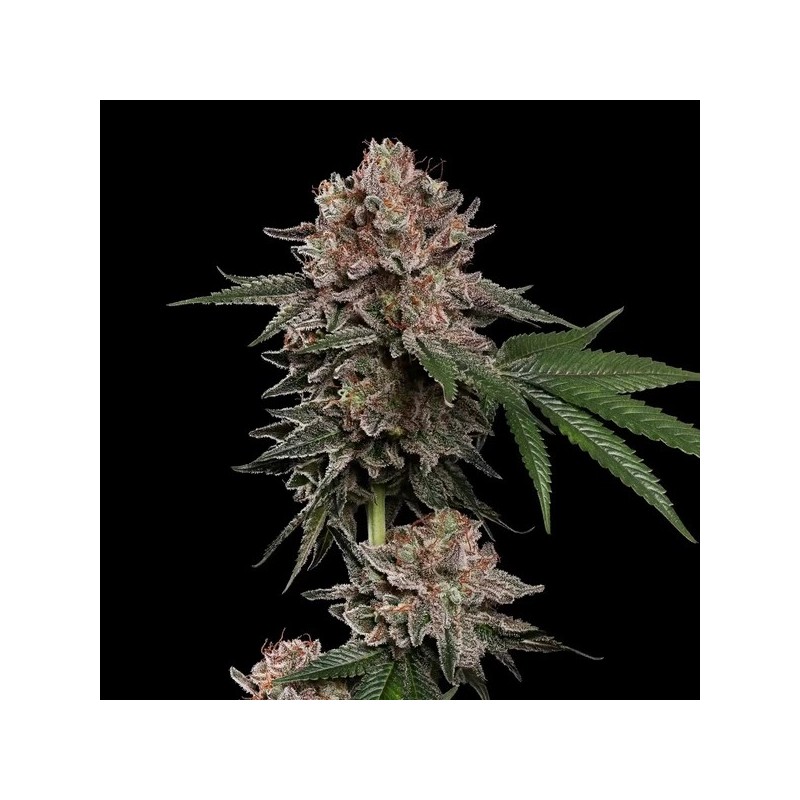 Pink Mist semi cannabis Royal Queen Seeds