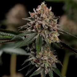 Pink Mist semi cannabis Royal Queen Seeds