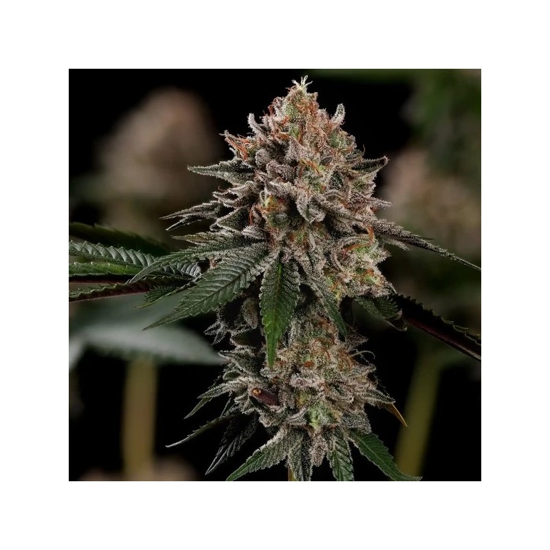 Pink Mist semi cannabis Royal Queen Seeds