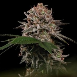 Pink Mist semi cannabis Royal Queen Seeds