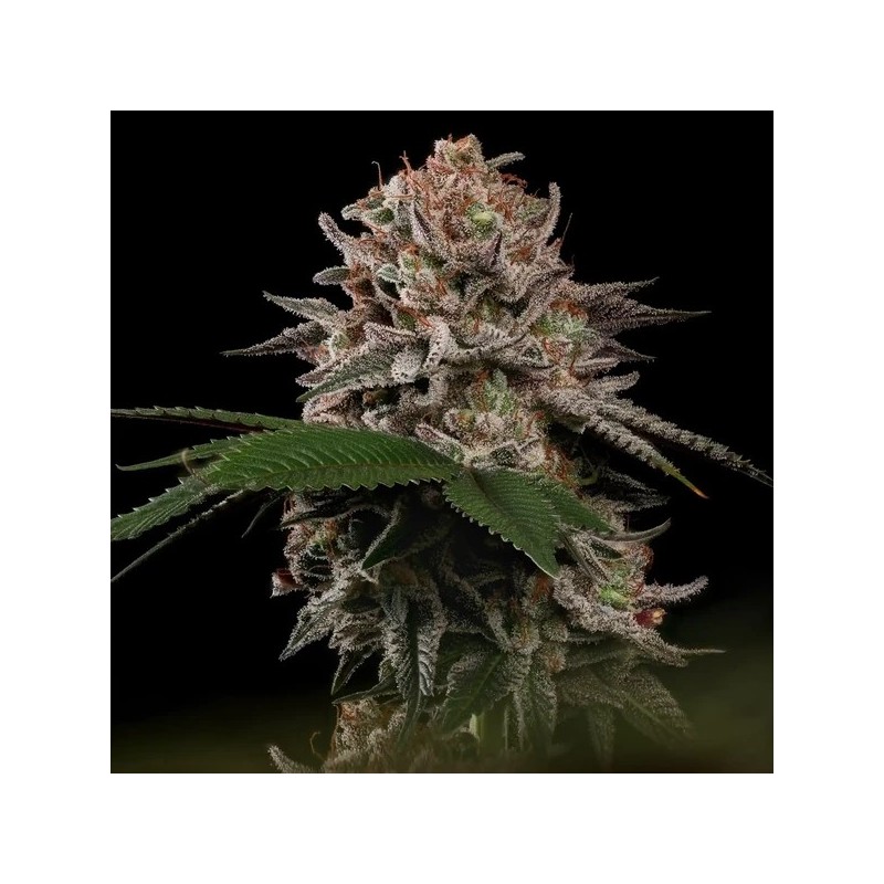 Pink Mist semi cannabis Royal Queen Seeds