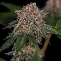 Pink Mist semi cannabis Royal Queen Seeds