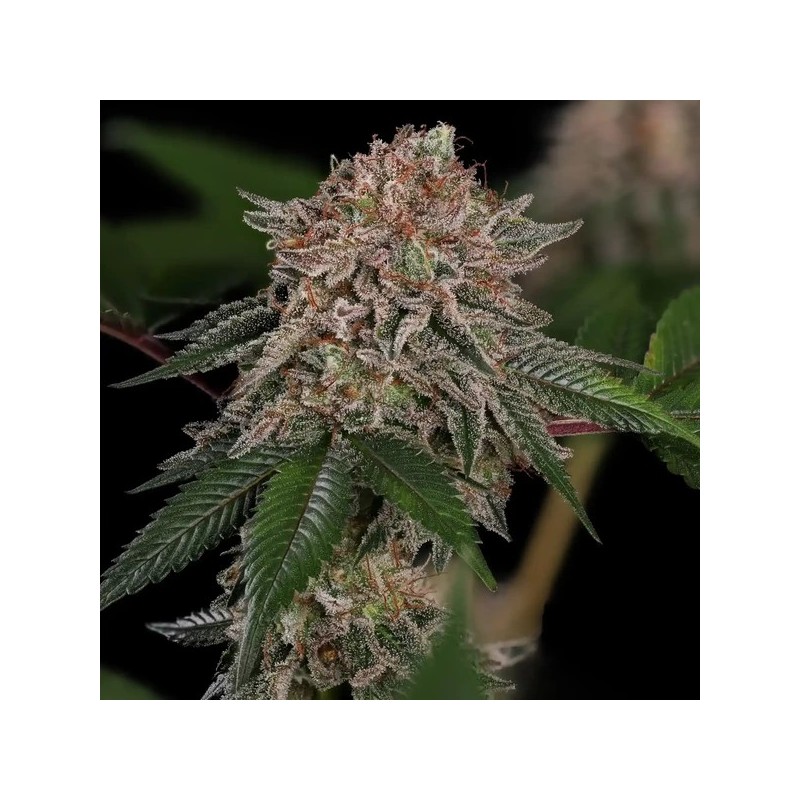 Pink Mist semi cannabis Royal Queen Seeds