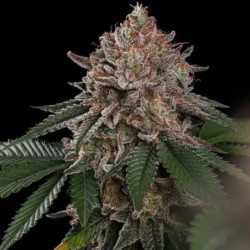 Pink Mist semi cannabis Royal Queen Seeds