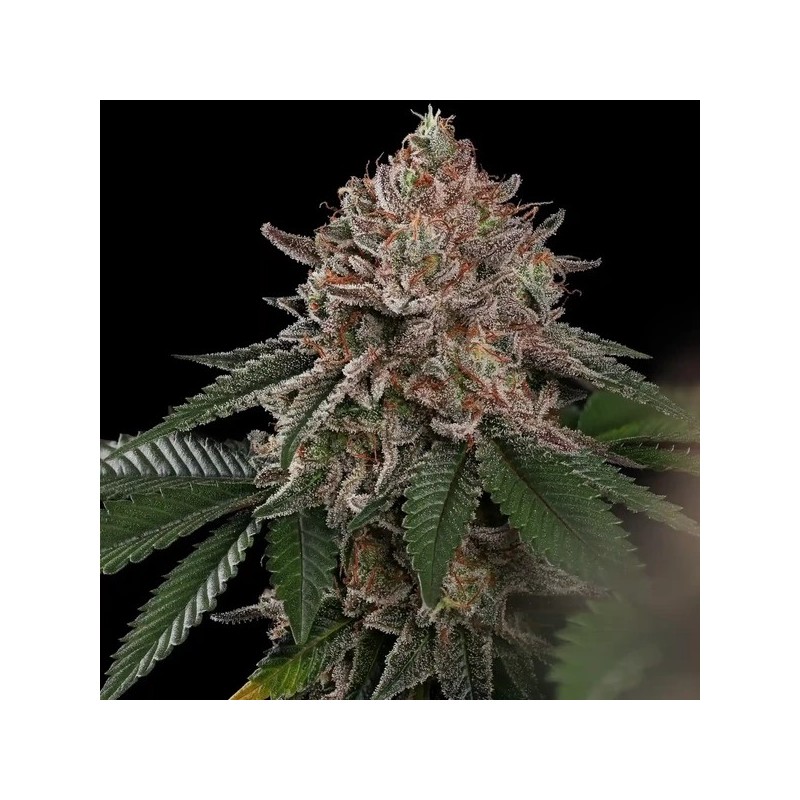 Pink Mist semi cannabis Royal Queen Seeds