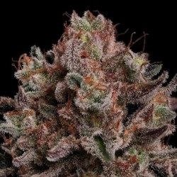 Pink Mist semi cannabis Royal Queen Seeds