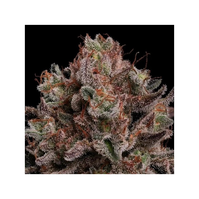 Pink Mist semi cannabis Royal Queen Seeds