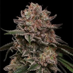 Pink Mist semi cannabis Royal Queen Seeds
