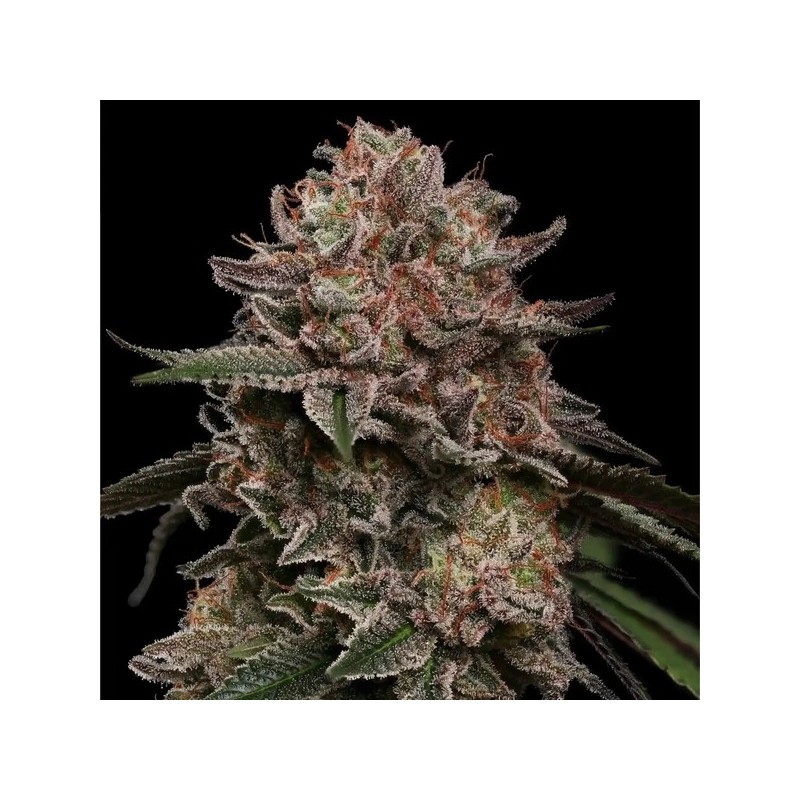 Pink Mist semi cannabis Royal Queen Seeds
