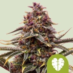 Pink Mist Auto semi cannabis Royal Queen Seeds