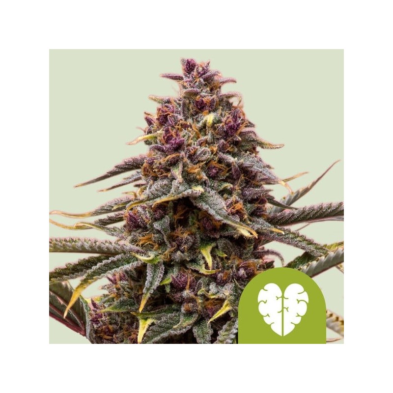 Pink Mist Auto semi cannabis Royal Queen Seeds