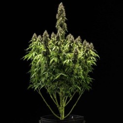 Pink Mist Auto semi cannabis Royal Queen Seeds