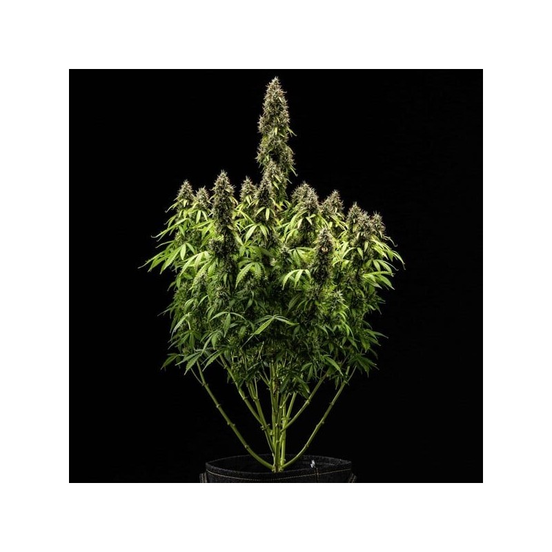 Pink Mist Auto semi cannabis Royal Queen Seeds