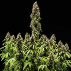 Pink Mist Auto semi cannabis Royal Queen Seeds
