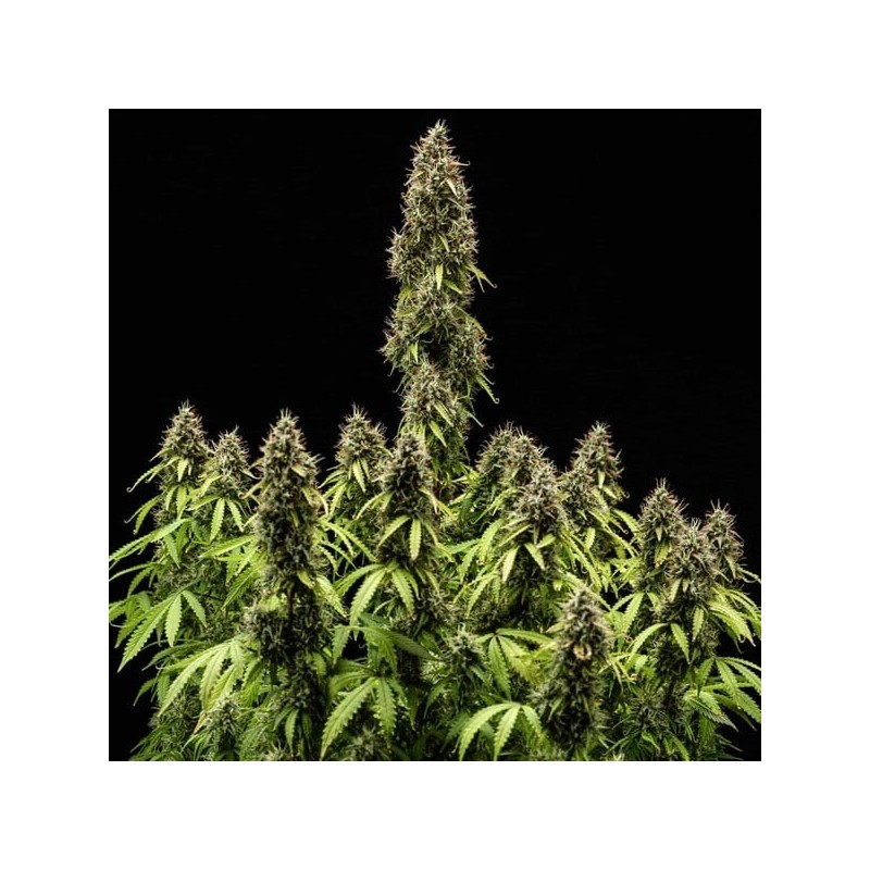 Pink Mist Auto semi cannabis Royal Queen Seeds