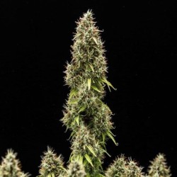 Pink Mist Auto semi cannabis Royal Queen Seeds