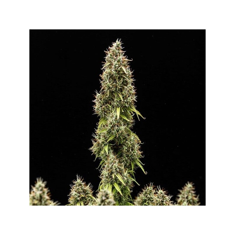 Pink Mist Auto semi cannabis Royal Queen Seeds