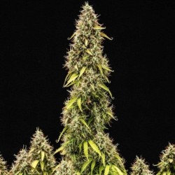 Pink Mist Auto semi cannabis Royal Queen Seeds