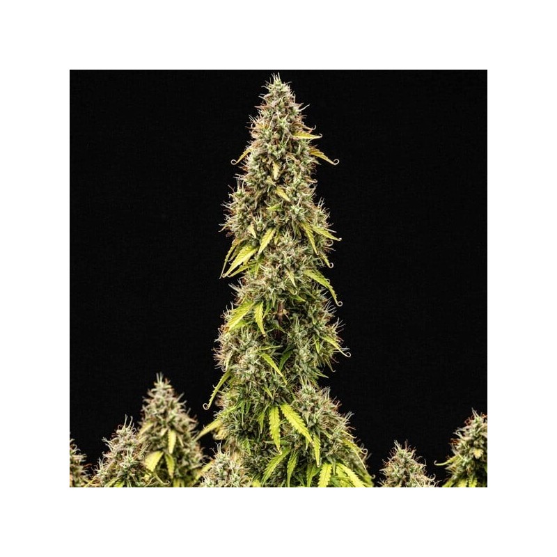 Pink Mist Auto semi cannabis Royal Queen Seeds