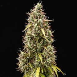 Pink Mist Auto semi cannabis Royal Queen Seeds