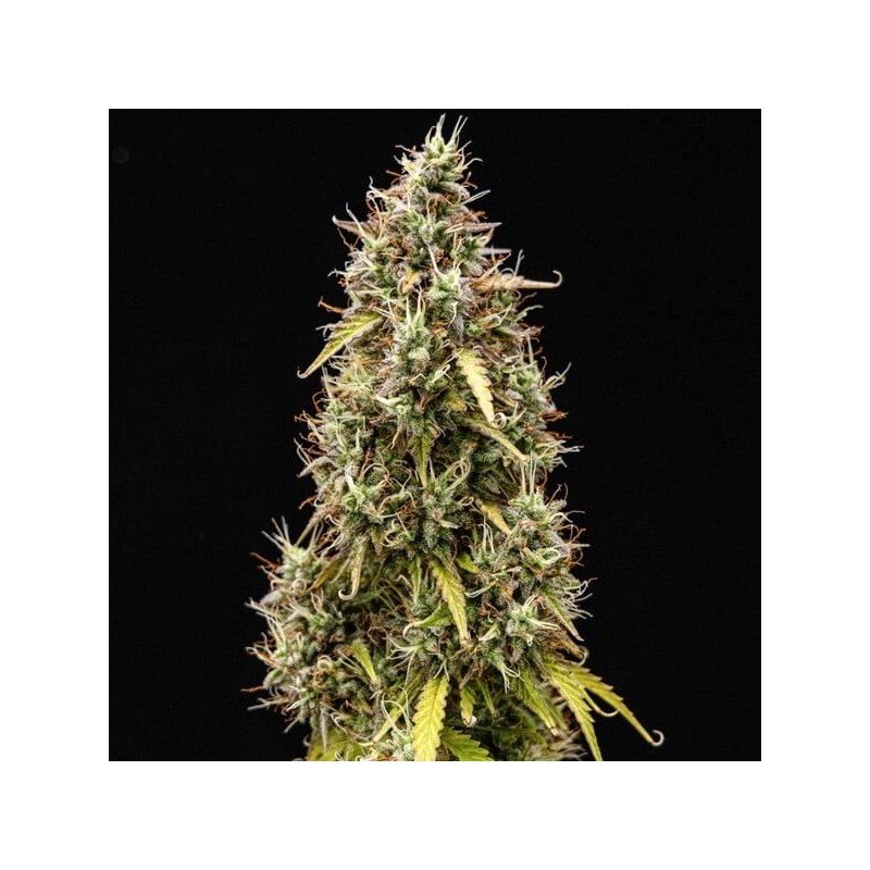 Pink Mist Auto semi cannabis Royal Queen Seeds