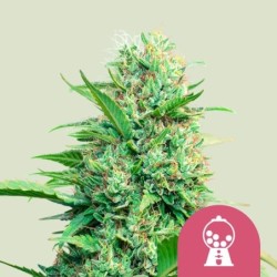 Pink Runtz semi cannabis Royal Queen Seeds