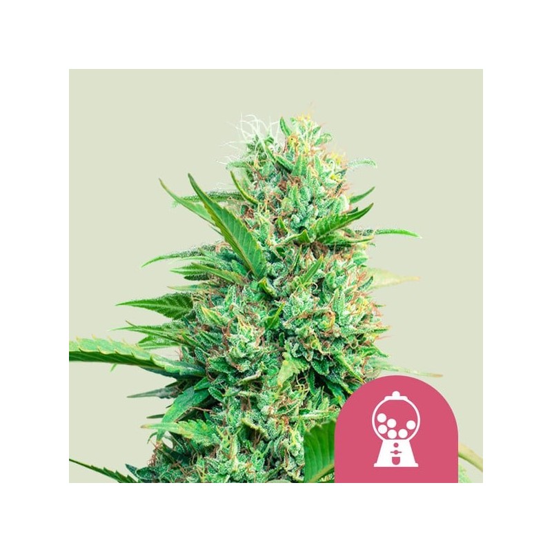 Pink Runtz semi cannabis Royal Queen Seeds