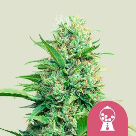 Pink Runtz semi cannabis Royal Queen Seeds