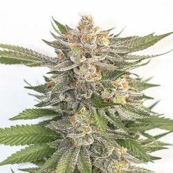 Pink Runtz semi cannabis Royal Queen Seeds