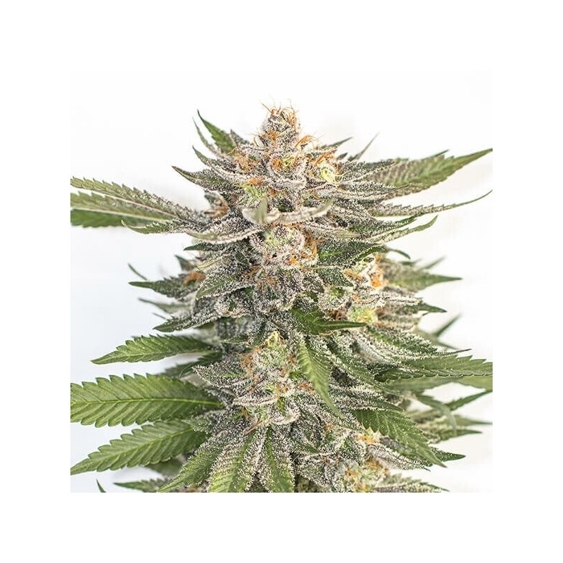 Pink Runtz semi cannabis Royal Queen Seeds