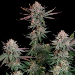Pink Runtz semi cannabis Royal Queen Seeds
